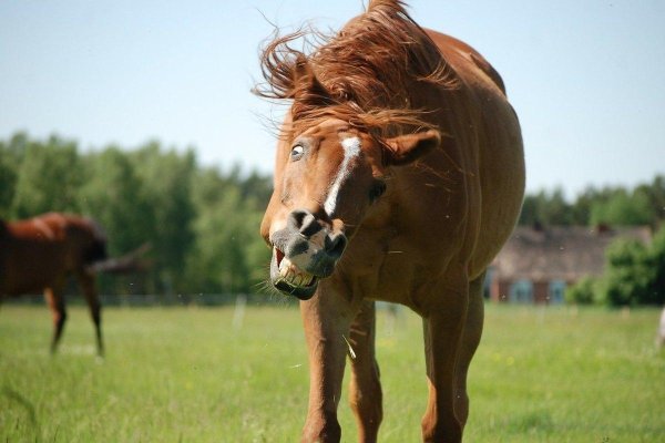 ржание лошади