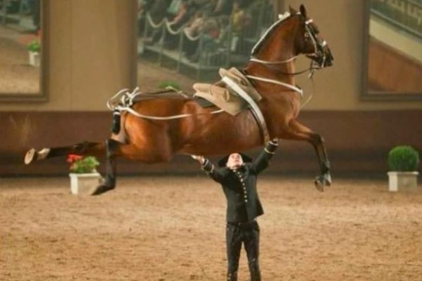 кадр нуар школа верховой езды