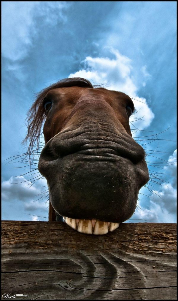 смешная морда лошади