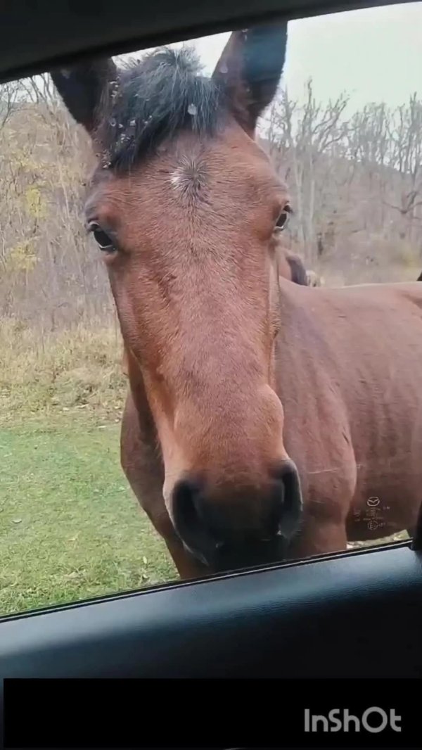 приколы с лошадьми