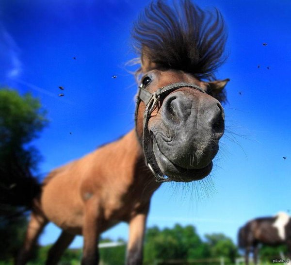 смешной конь