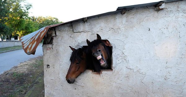 лошади в конюшне