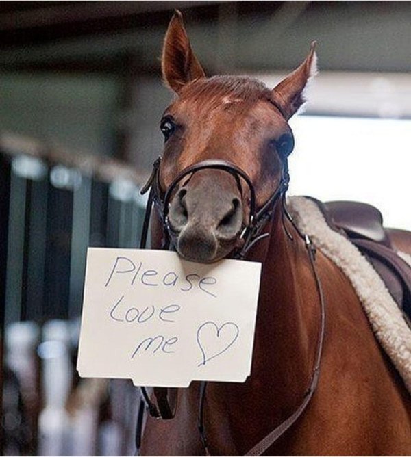 мемы с лошадьми