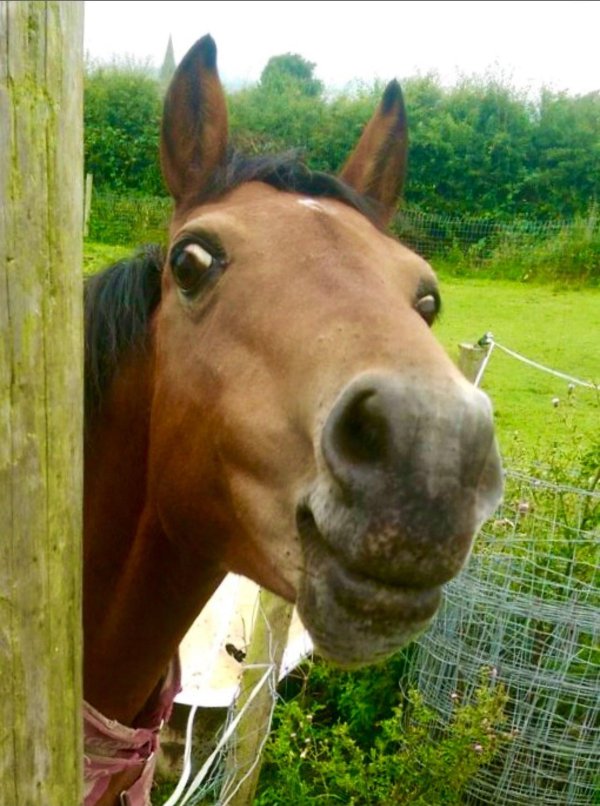 морда лошади