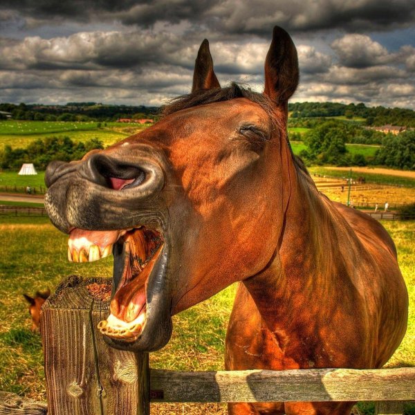 ржущий конь