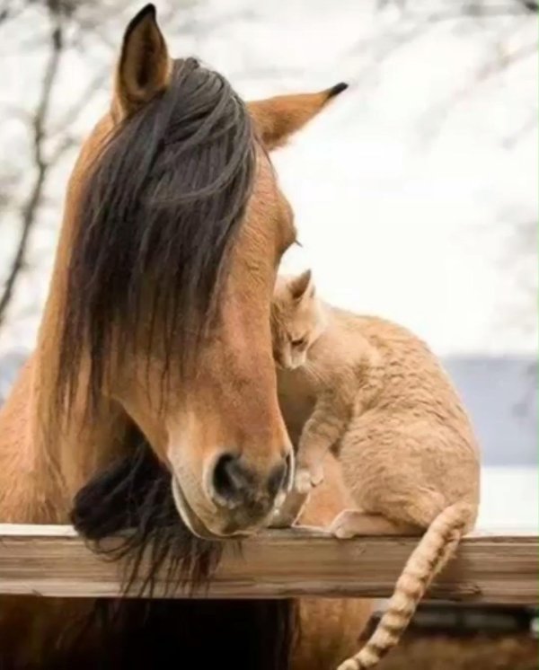 домашняя лошадь