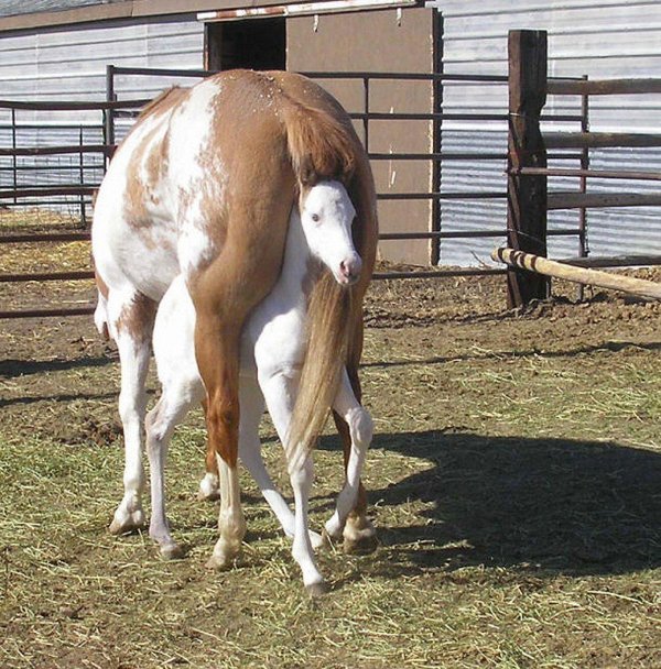 пегая лошадь