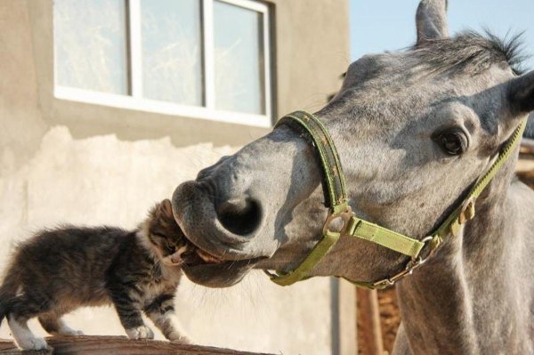 забавные лошадки