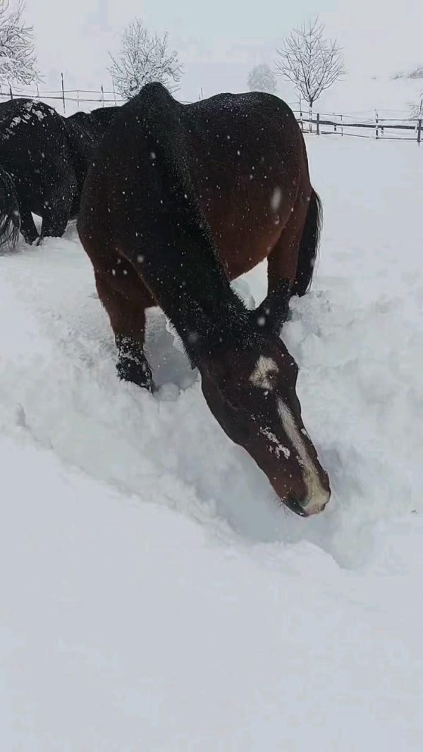 horses in the snow