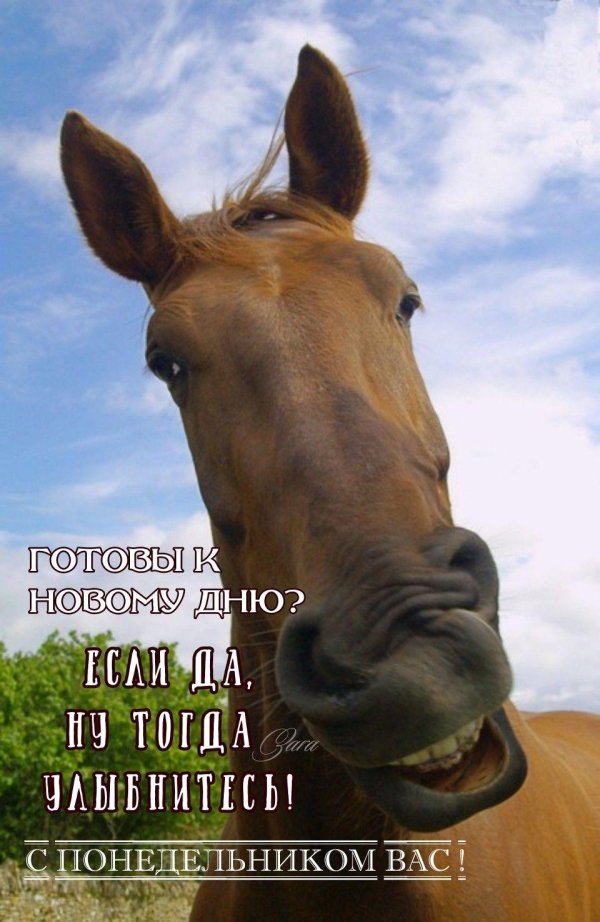 морда лошади