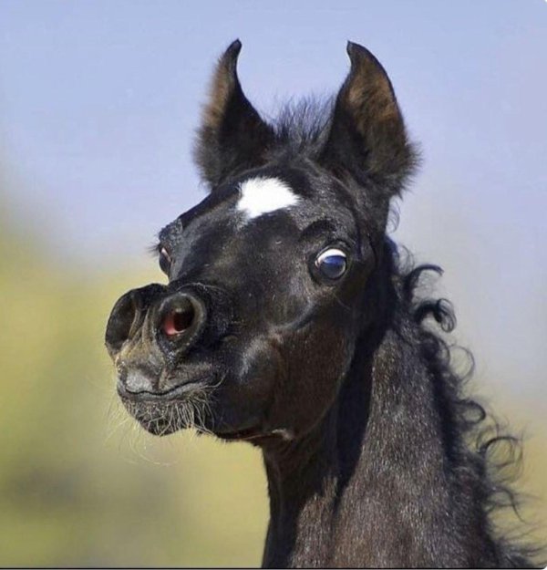 смешной конь