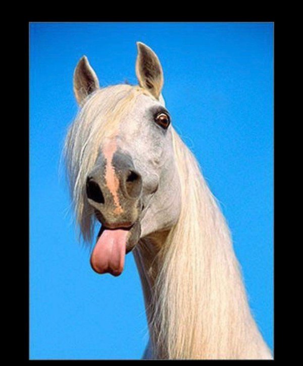 сивая масть лошади