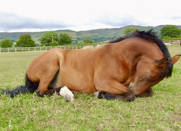 horse lying down