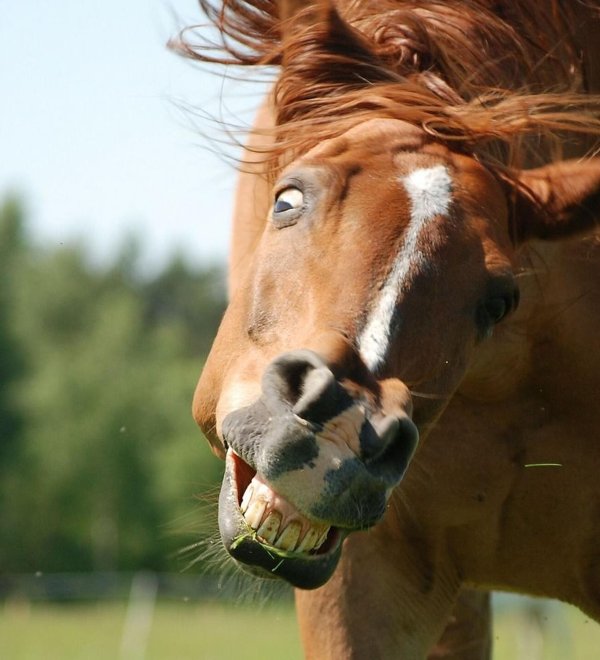 ржание лошади