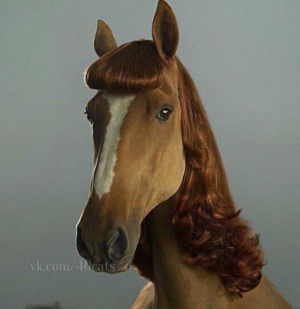 прически для лошадей