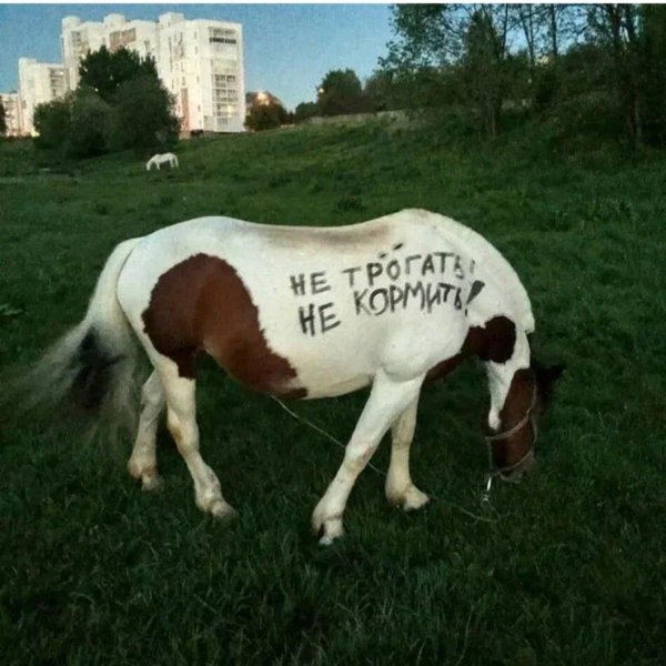 приколы про лошадей