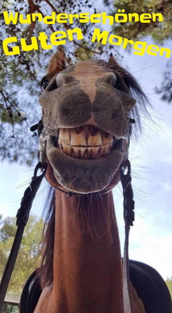 лошадиная улыбка