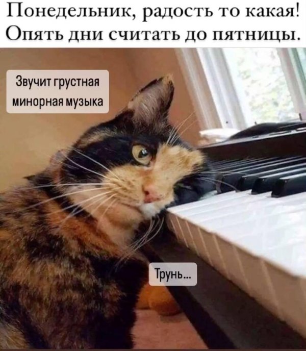 коты демотиваторы