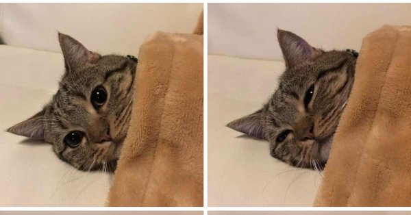 ленивые коты