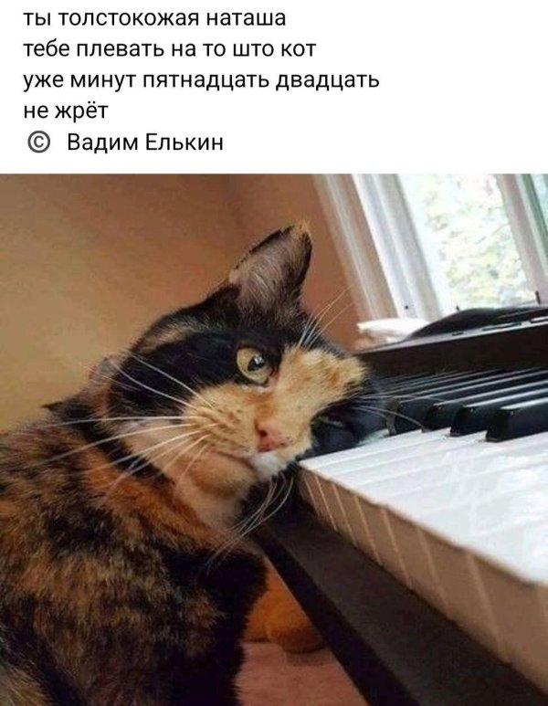 кошачья фуга доменико скарлатти