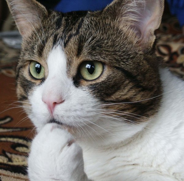 задумчивый котик