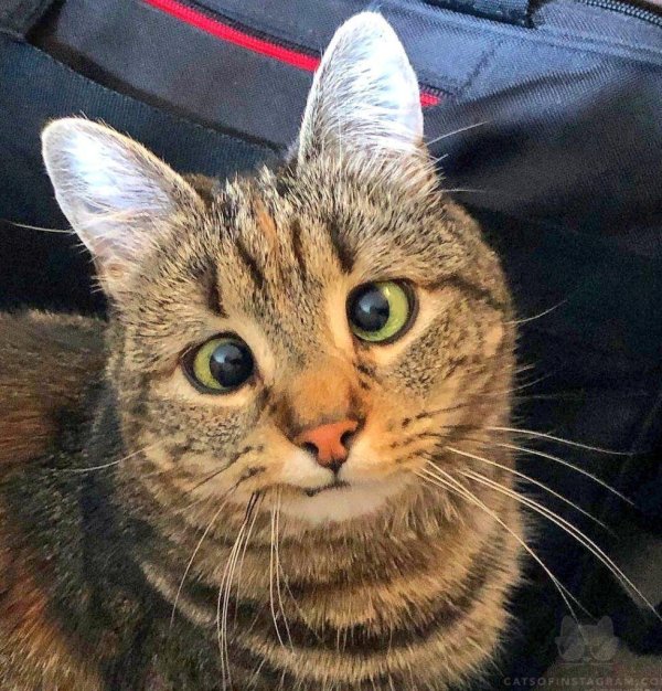 косоглазая кошка оливия