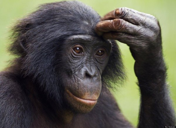животные шимпанзе