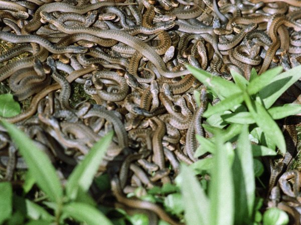 змеиное гнездо гадюки