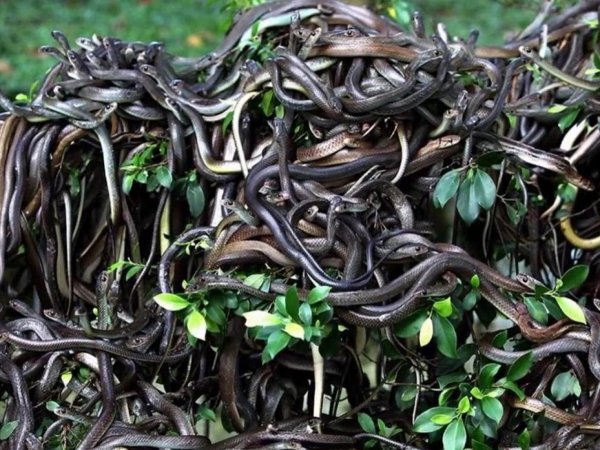 змеиный остров бразилия