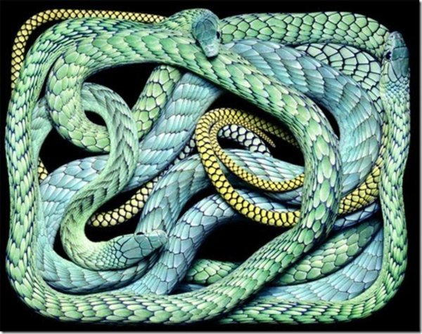 клубок змей