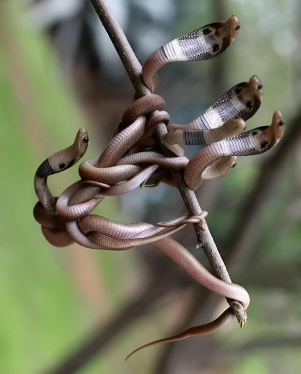 королевская кобра детеныши