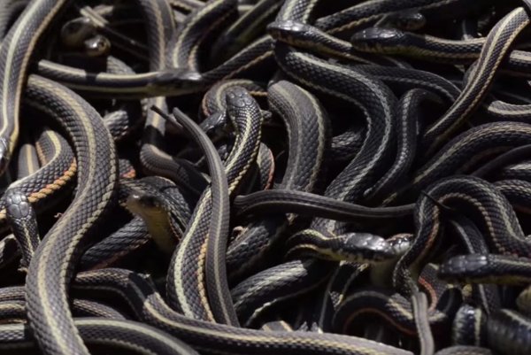 много змей