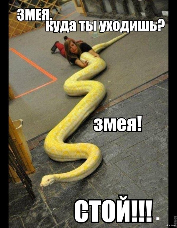 шутки про змей