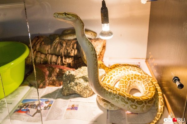 террариум со змеями