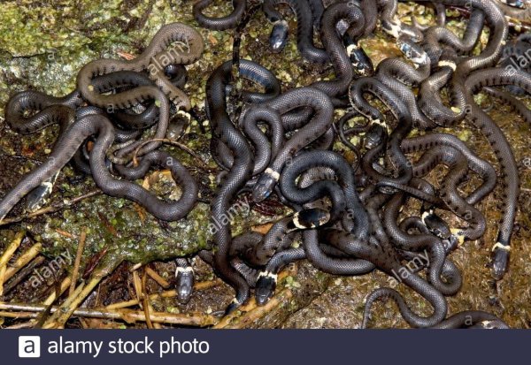 змеиное логово гадюк