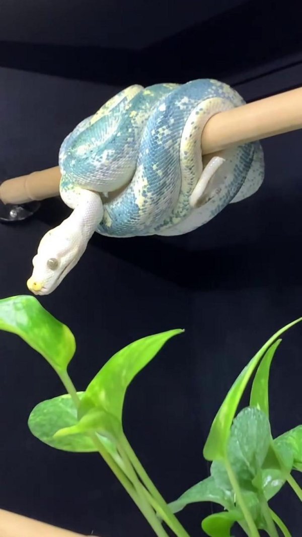 зеленый питон