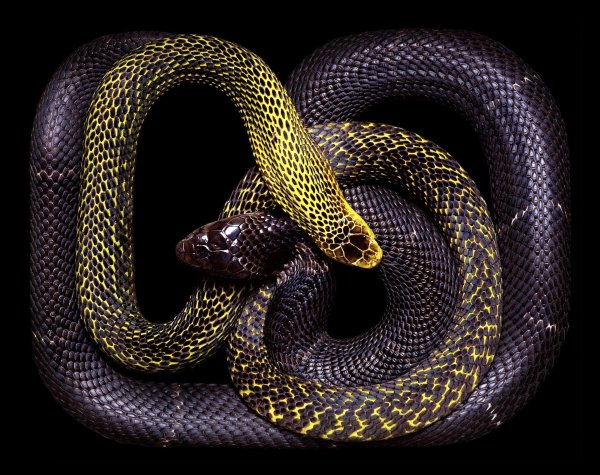 красивая змея