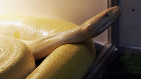 питон региус альбинос