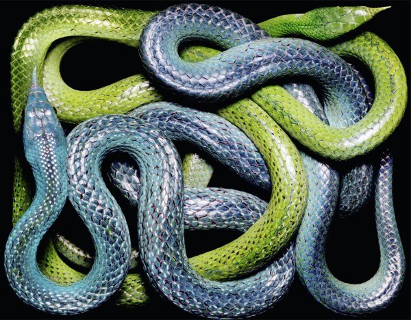 гвидо мокафико змеиная коллекция