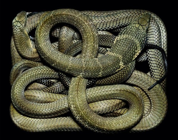 кунаширский полоз