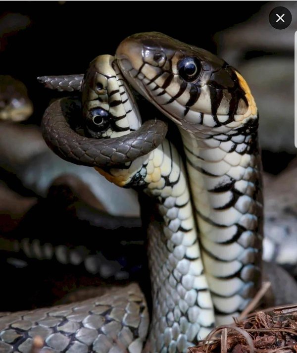 обыкновенный уж