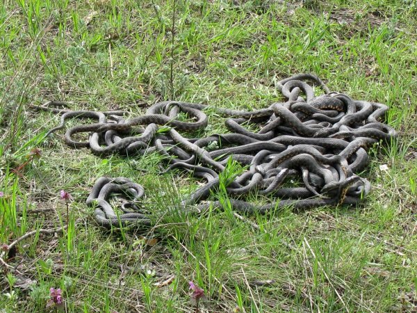 змеиное гнездо гадюки