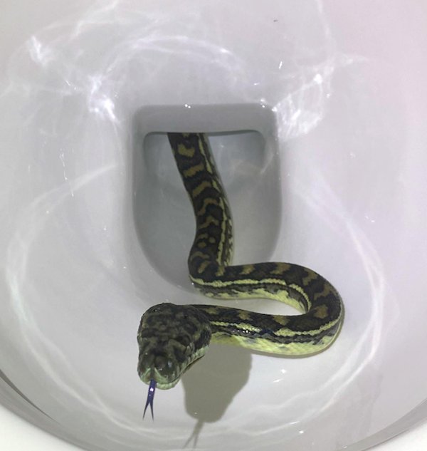 змеи в унитазе