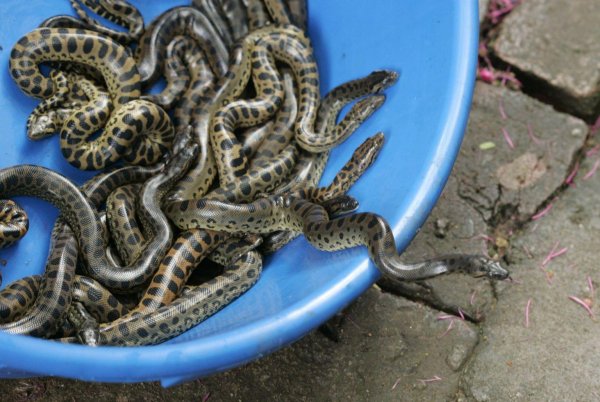 парагвайская анаконда