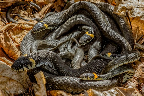 обыкновенный уж natrix natrix