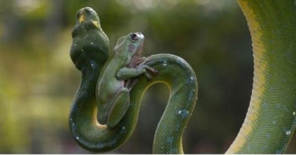 земноводные гадюка