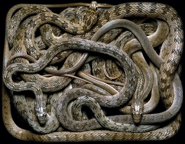 змеиное кубло