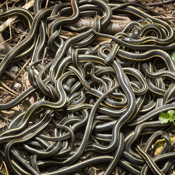 кубло гадюк