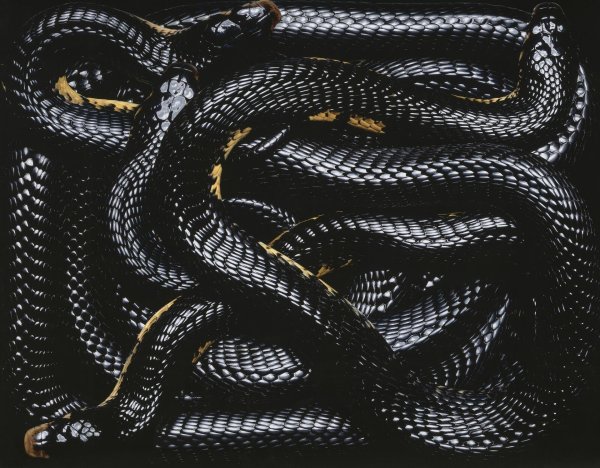 змеи черные