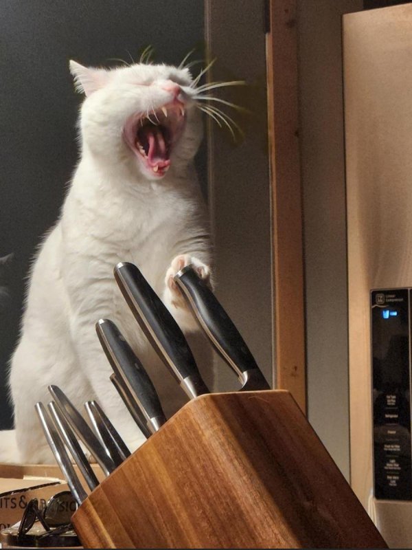 смешная фотография